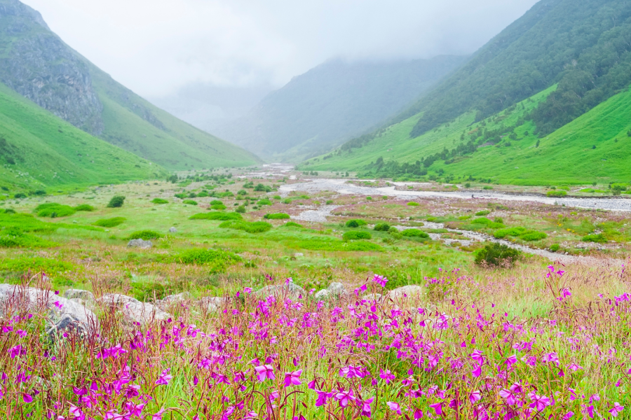 Valley of Flowers & Hemkund Sahib Trek