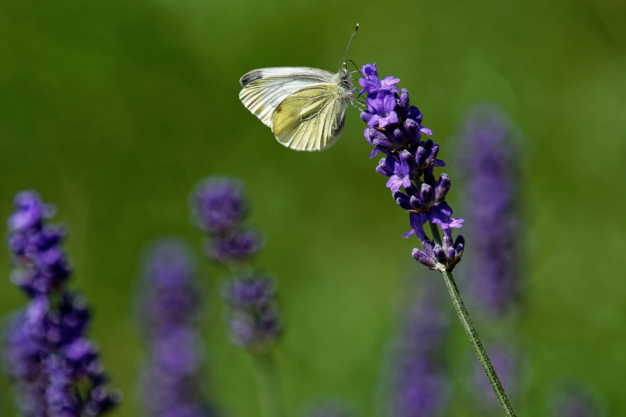 Dzukou Valley Trek – The Enchanted Land of Flowers in Nagaland